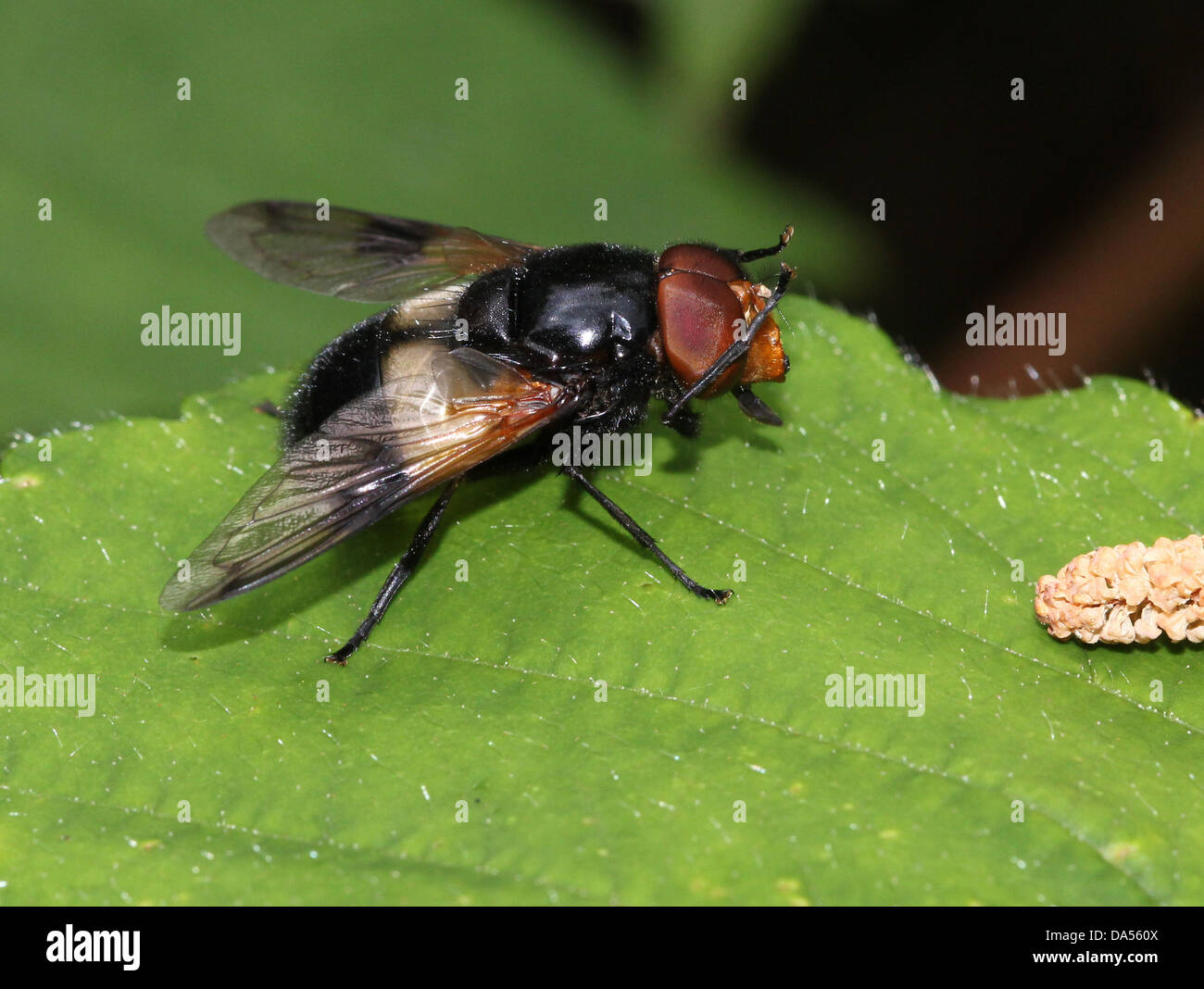 Volucella pellucens, una grande comunità hoverfly varietà. La pulizia con la sua testa di gambe anteriori Foto Stock