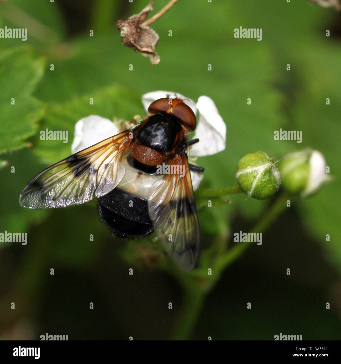 Macro dettagliate di Volucella pellucens, una grande comunità hoverfly varietà che pongono e foraggio sui fiori di blackberry Foto Stock