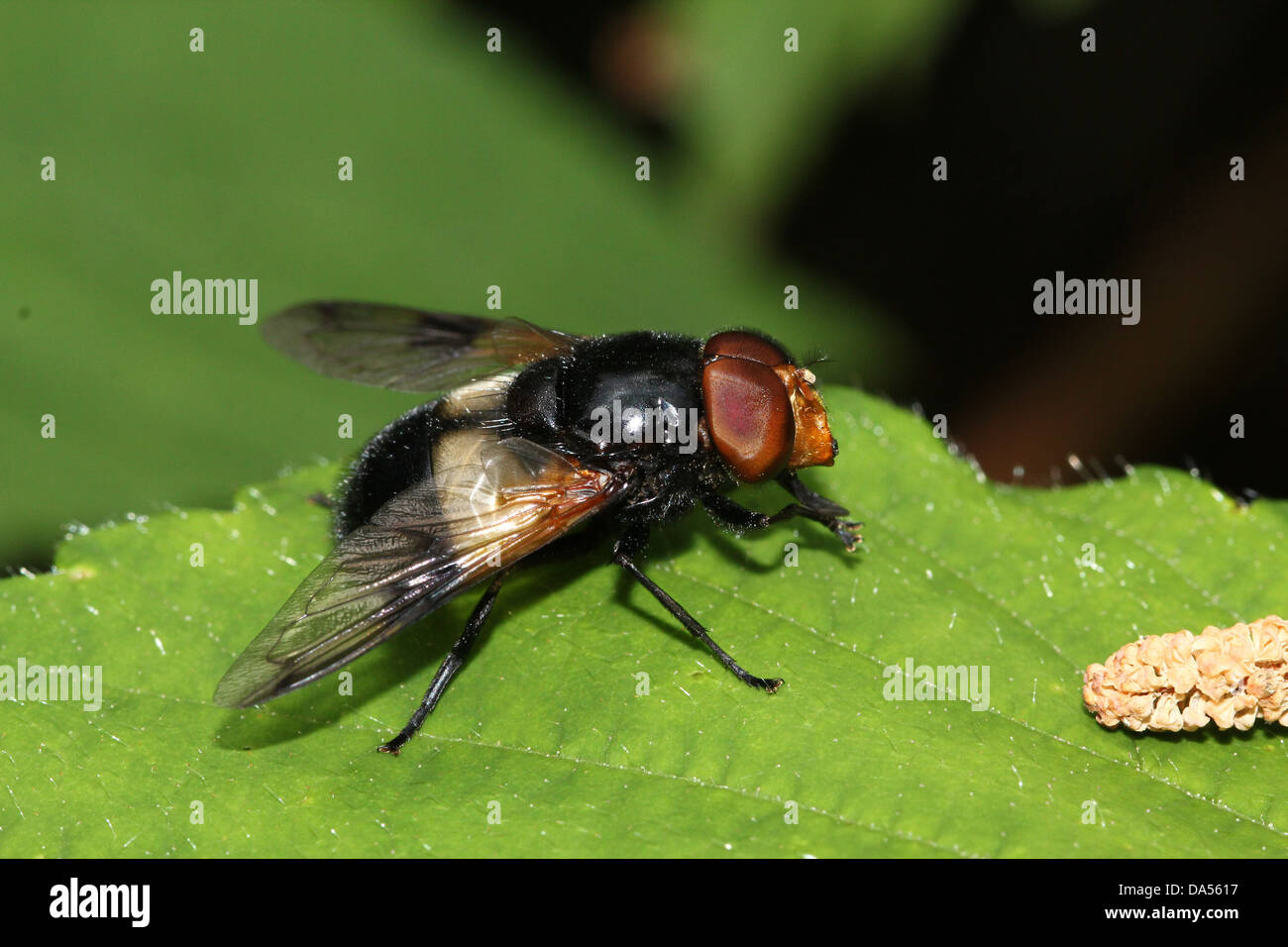 Macro dettagliate di Volucella pellucens, una grande comunità hoverfly varietà che pongono su una foglia Foto Stock