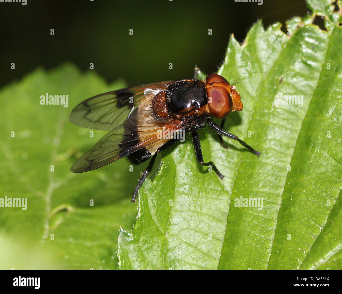 Macro dettagliate di Volucella pellucens, una grande comunità hoverfly varietà che pongono su una foglia Foto Stock