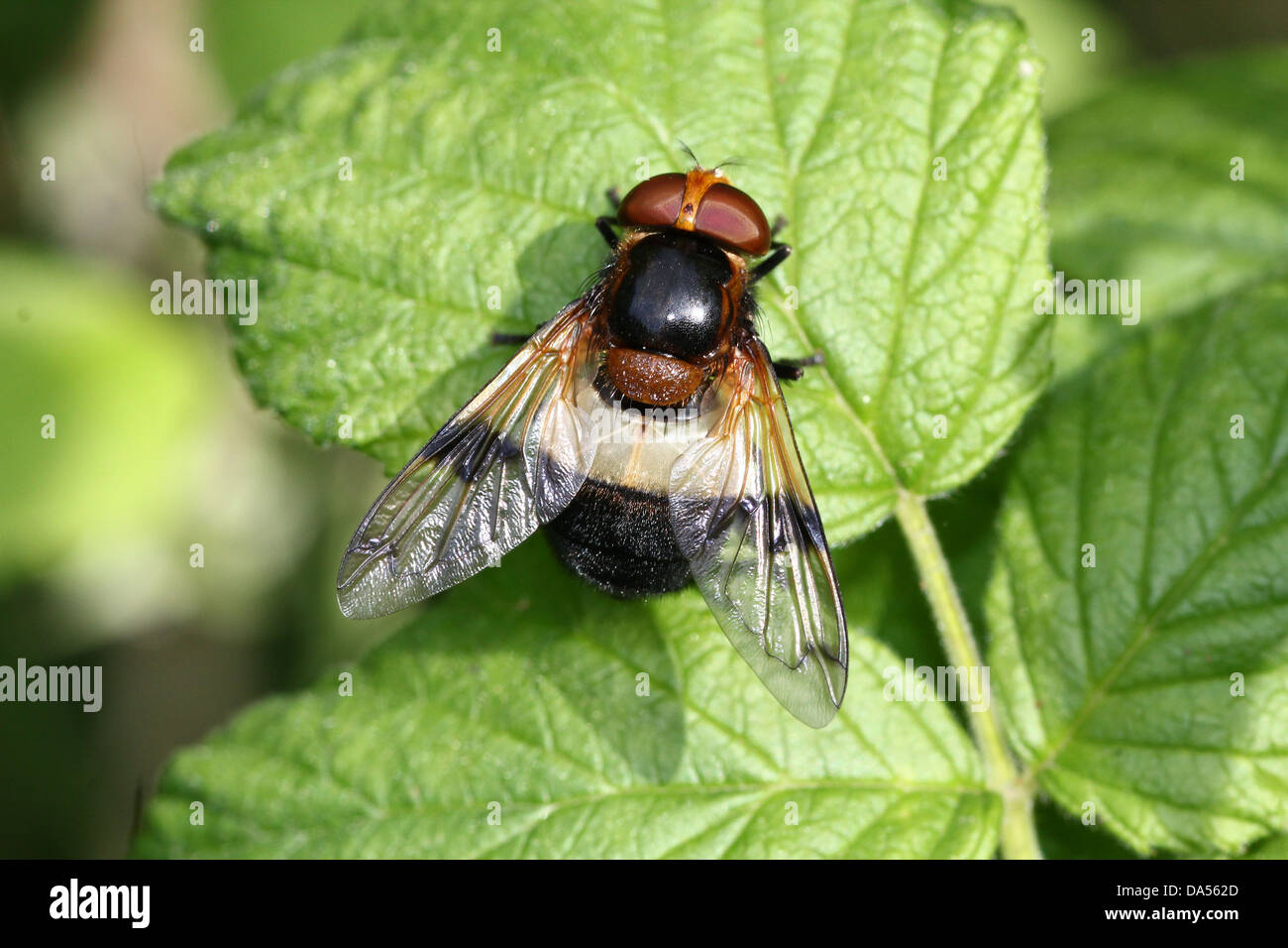 Macro dettagliate di Volucella pellucens, una grande comunità hoverfly varietà che pongono su una foglia Foto Stock