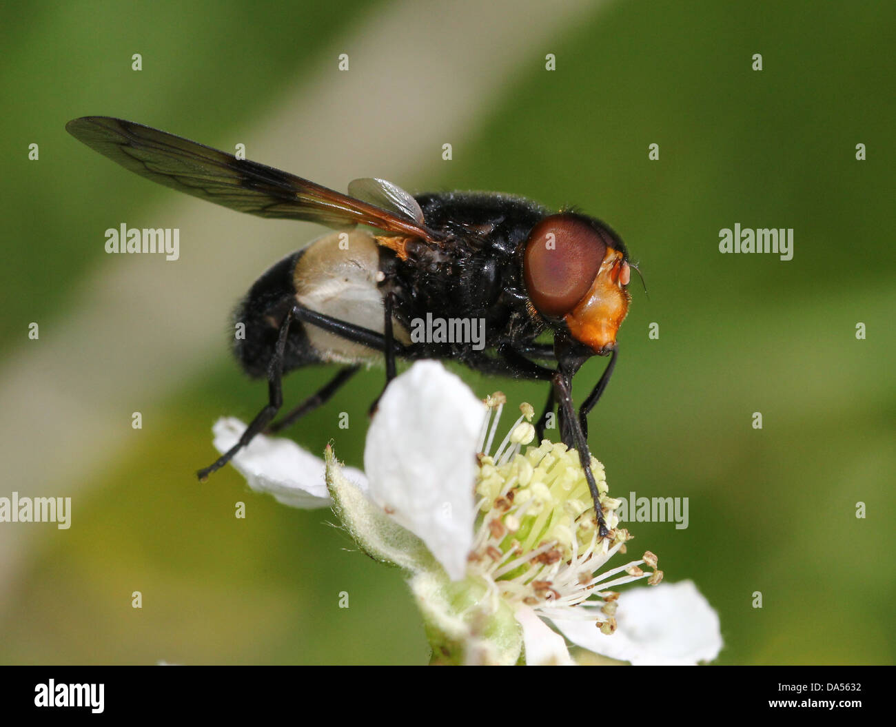 Macro dettagliate di Volucella pellucens, una grande comunità hoverfly varietà che pongono e foraggio sui fiori di blackberry Foto Stock