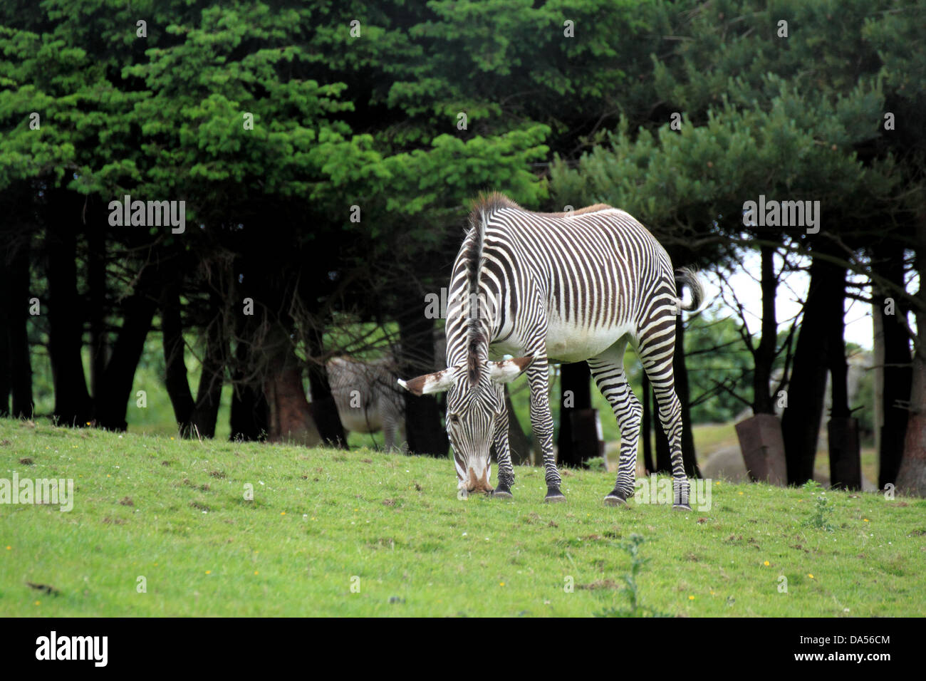 Di Grevy zebra (Equus grevyi) pascolare in un campo di erba Foto Stock