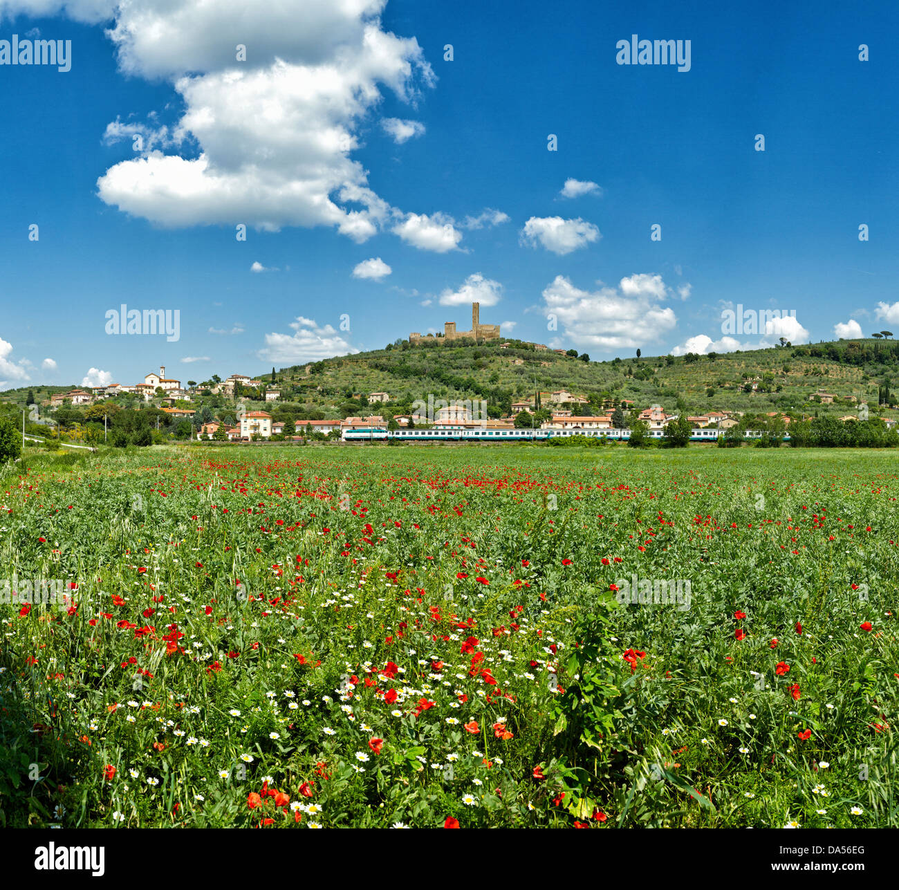 Montecchio, Italia, Europa, Toscana, Toscana, campi di papavero Foto Stock