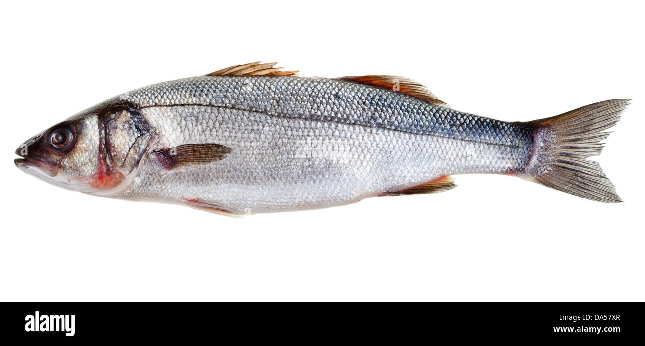 Materie spigola pesce isolato su sfondo bianco Foto Stock