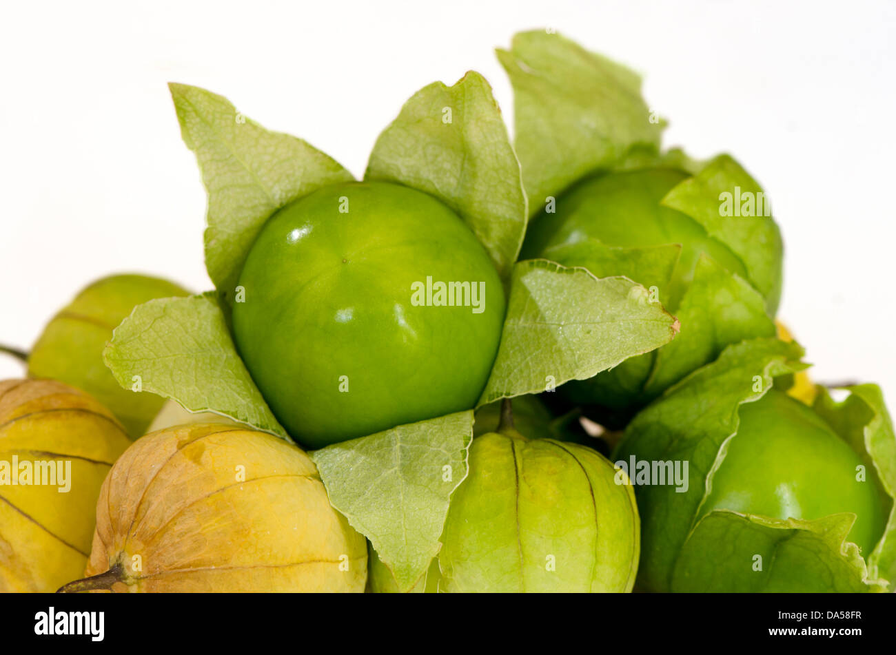 Close-up di Green tomatillo, Physalis philadelphica, frutta su sfondo bianco. Foto Stock