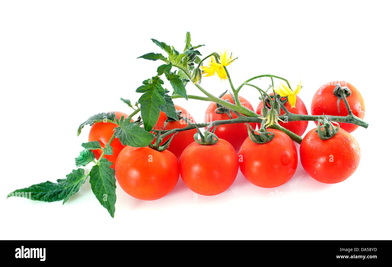 Uva o di pomodoro ciliegino ramo con foglie su bianco Foto Stock