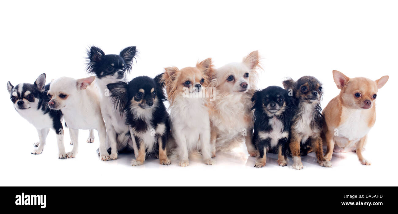 Gruppo di chihuahua davanti a uno sfondo bianco Foto Stock