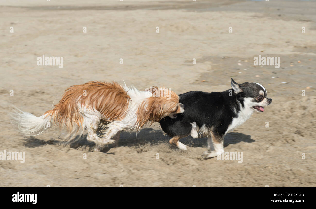 Ritratto di un simpatico di razza chihuahua sulla spiaggia Foto Stock