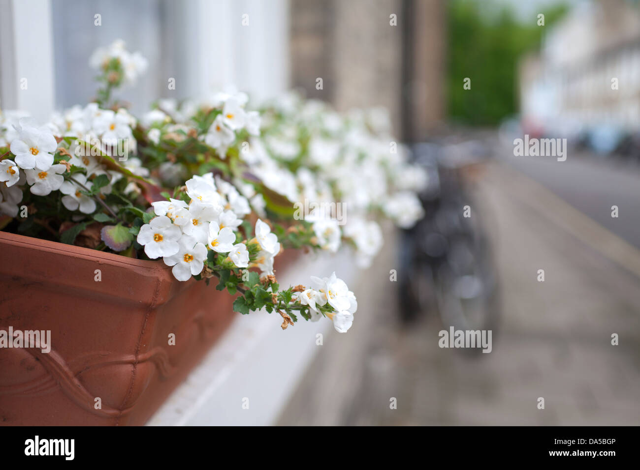 Fiori di colore bianco nella finestra casella sul Victoria Street Cambridge Foto Stock