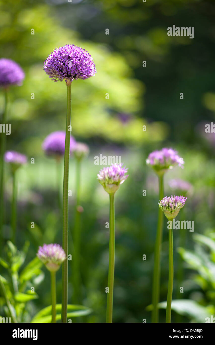 Allium viola le teste dei fiori in Cambridge giardini botanici 'Aflatunense' Foto Stock