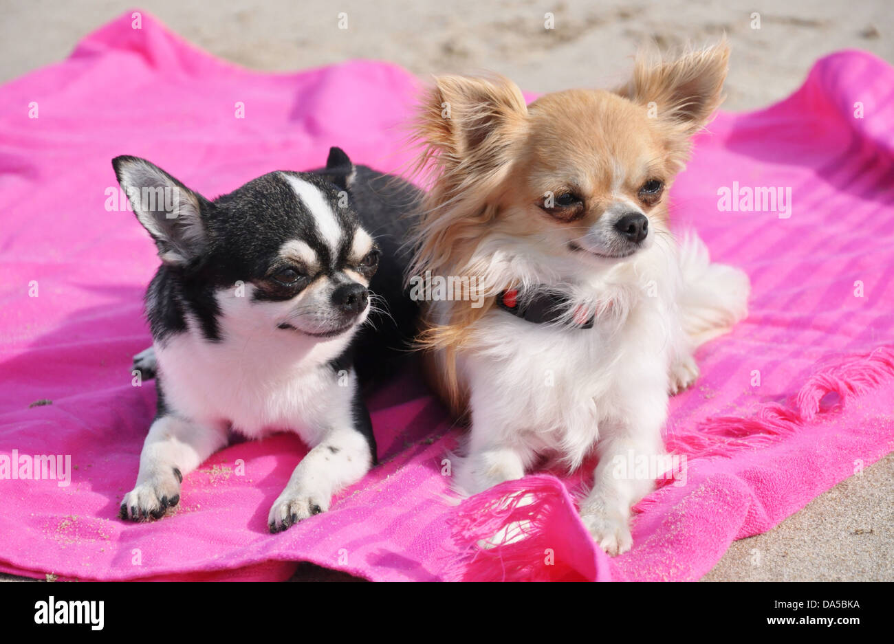 Ritratto di un simpatico di razza chihuahuas sulla spiaggia Foto Stock