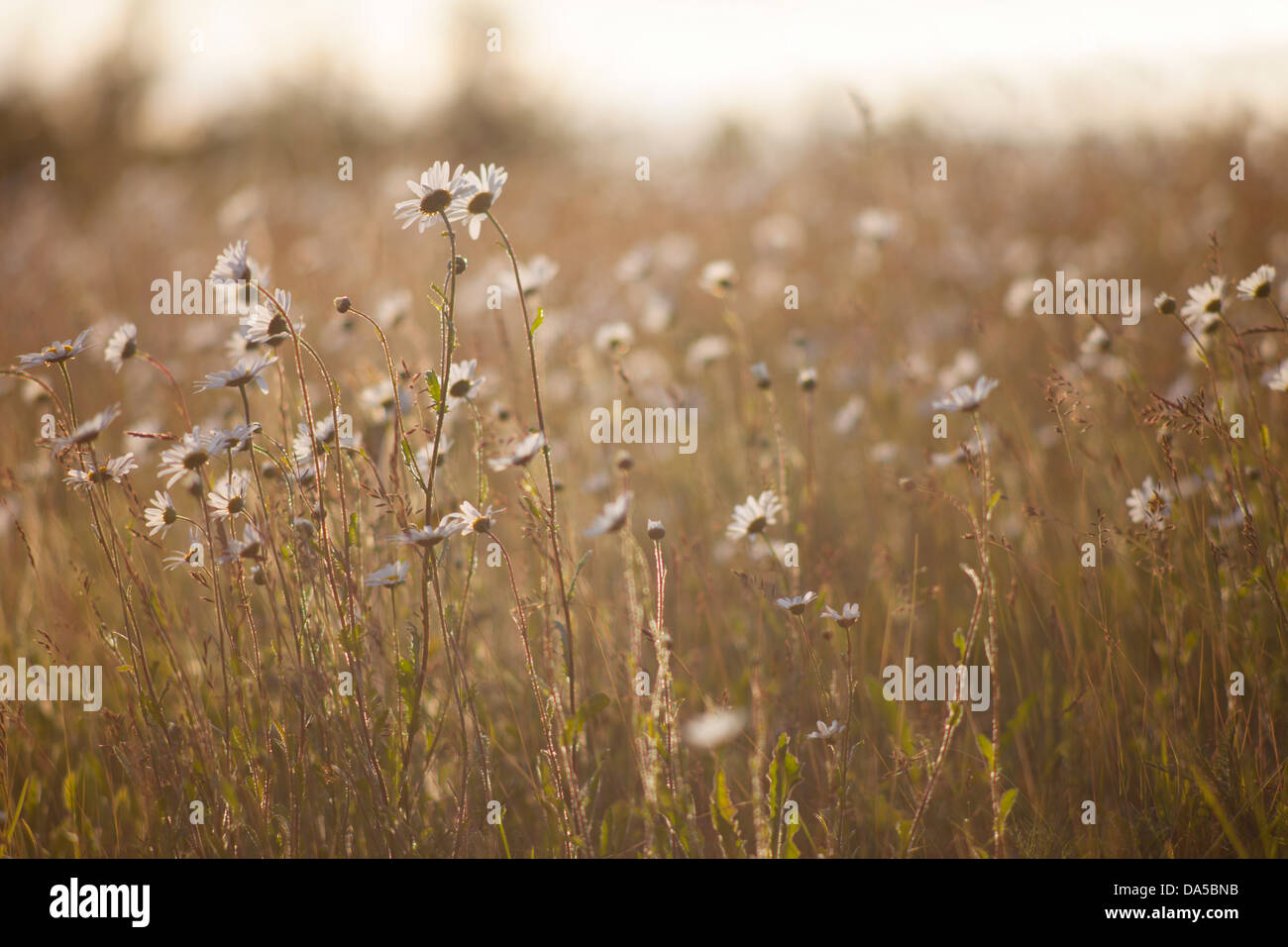 Retroilluminato Margherite Oxeye su una serata estati il Gog Magog Hills Inghilterra Cambridge Regno Unito Foto Stock