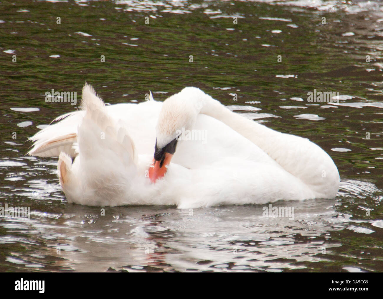 Swan Foto Stock