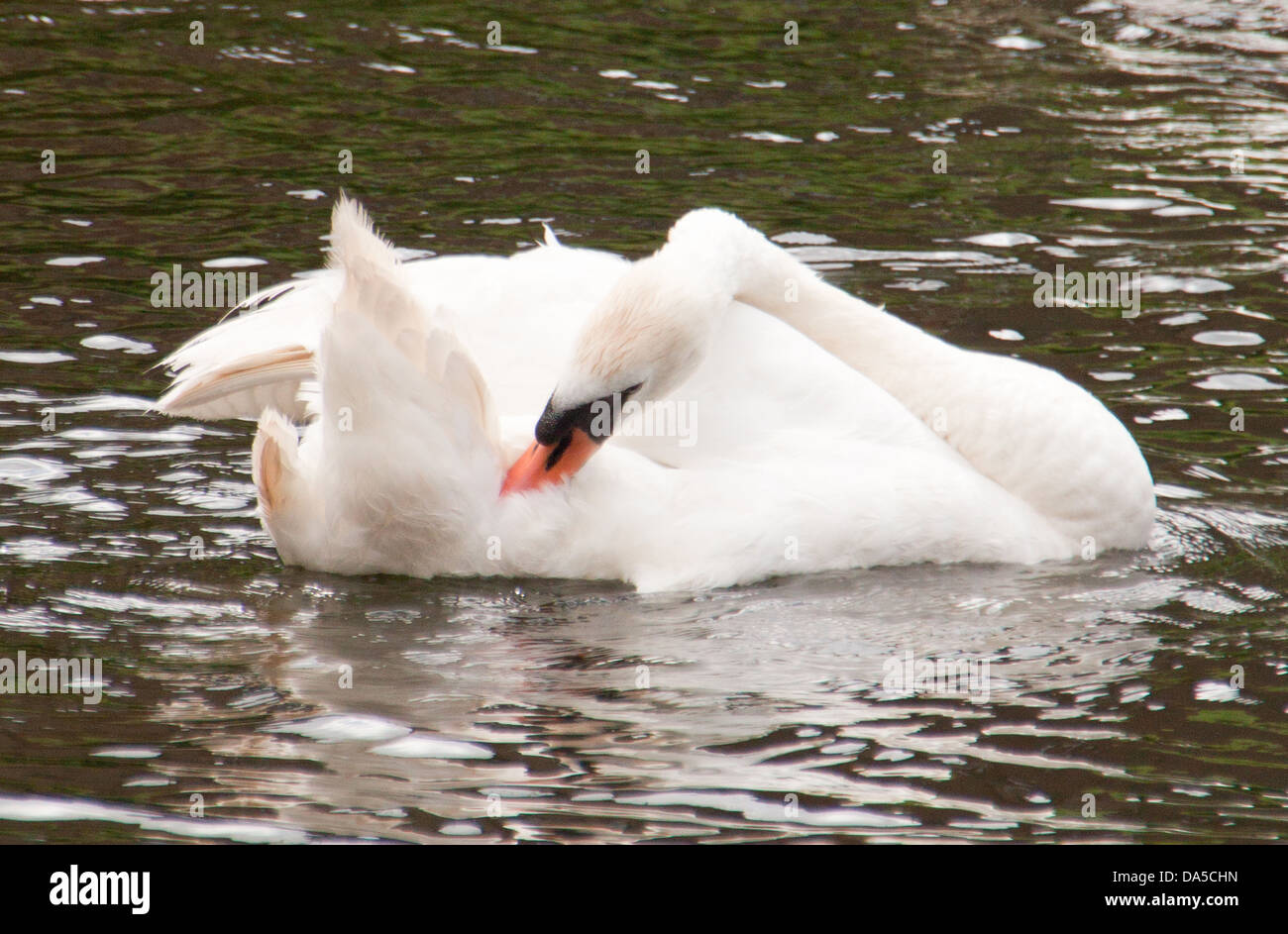 Swan Foto Stock