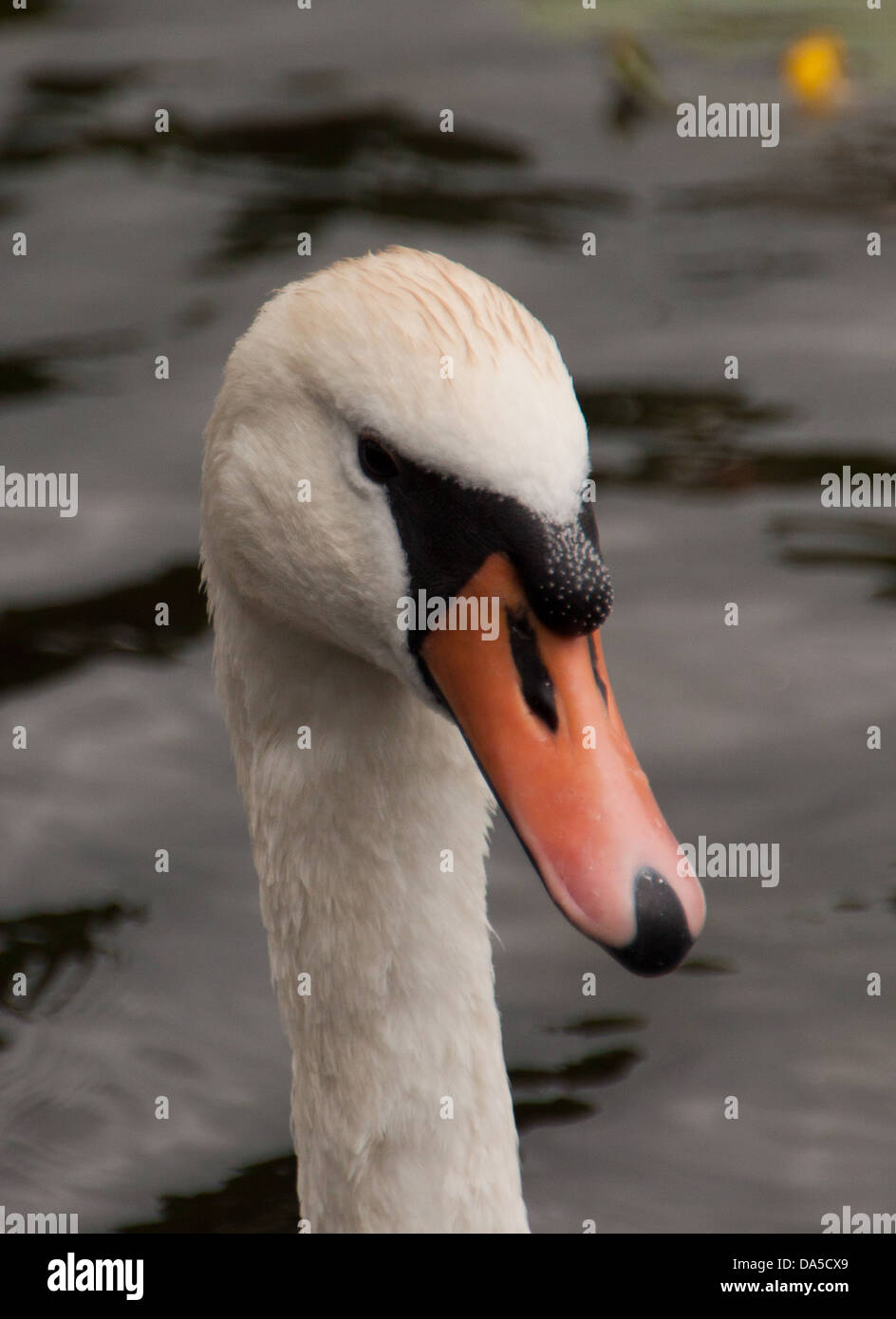 Swan Foto Stock