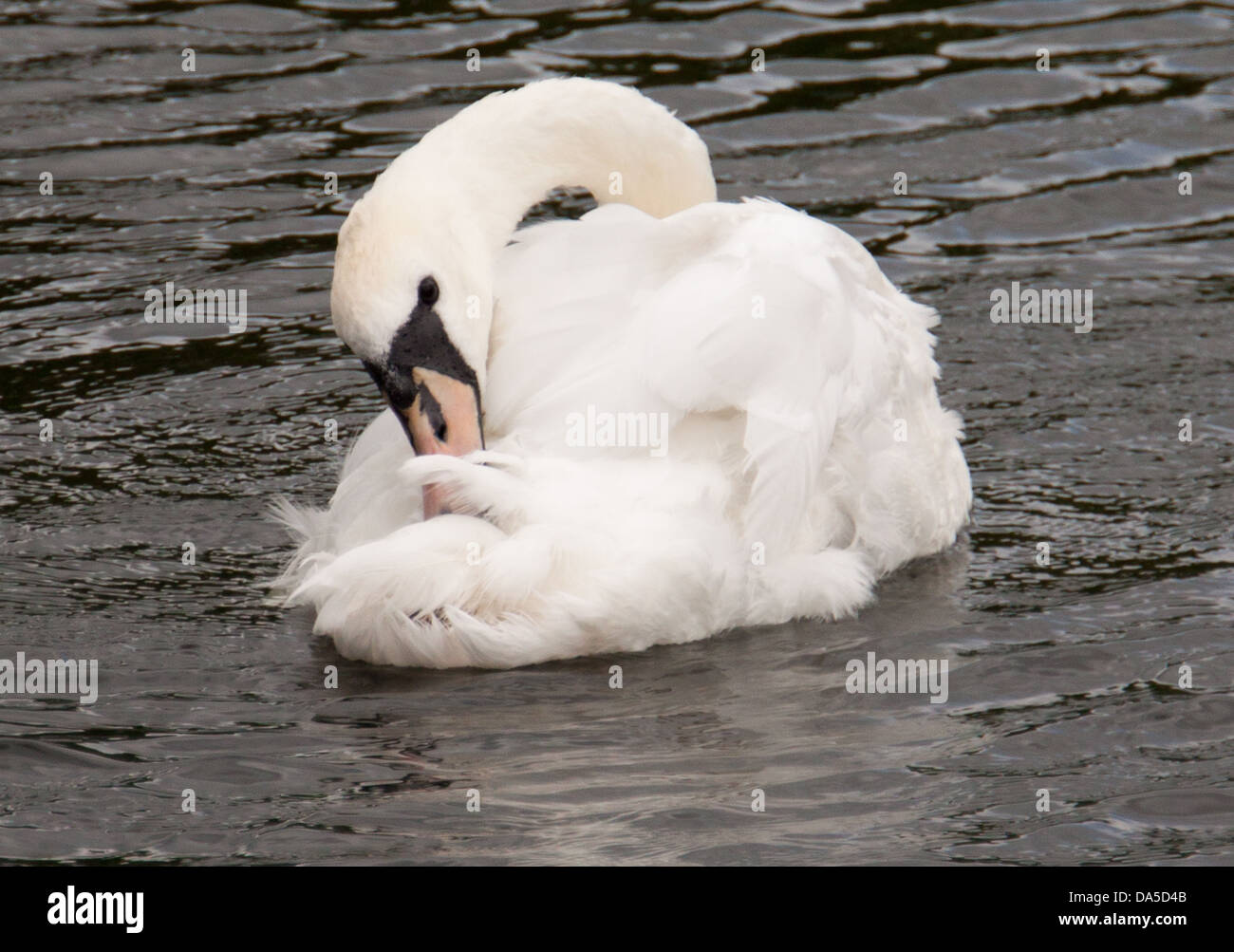 Swan Foto Stock