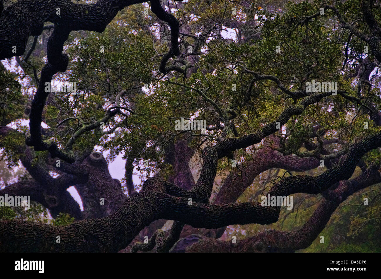 Live Oak, Goose Island State Park, Texas, Stati Uniti d'America, Stati Uniti, America, rovere, legno, albero, ramo Foto Stock