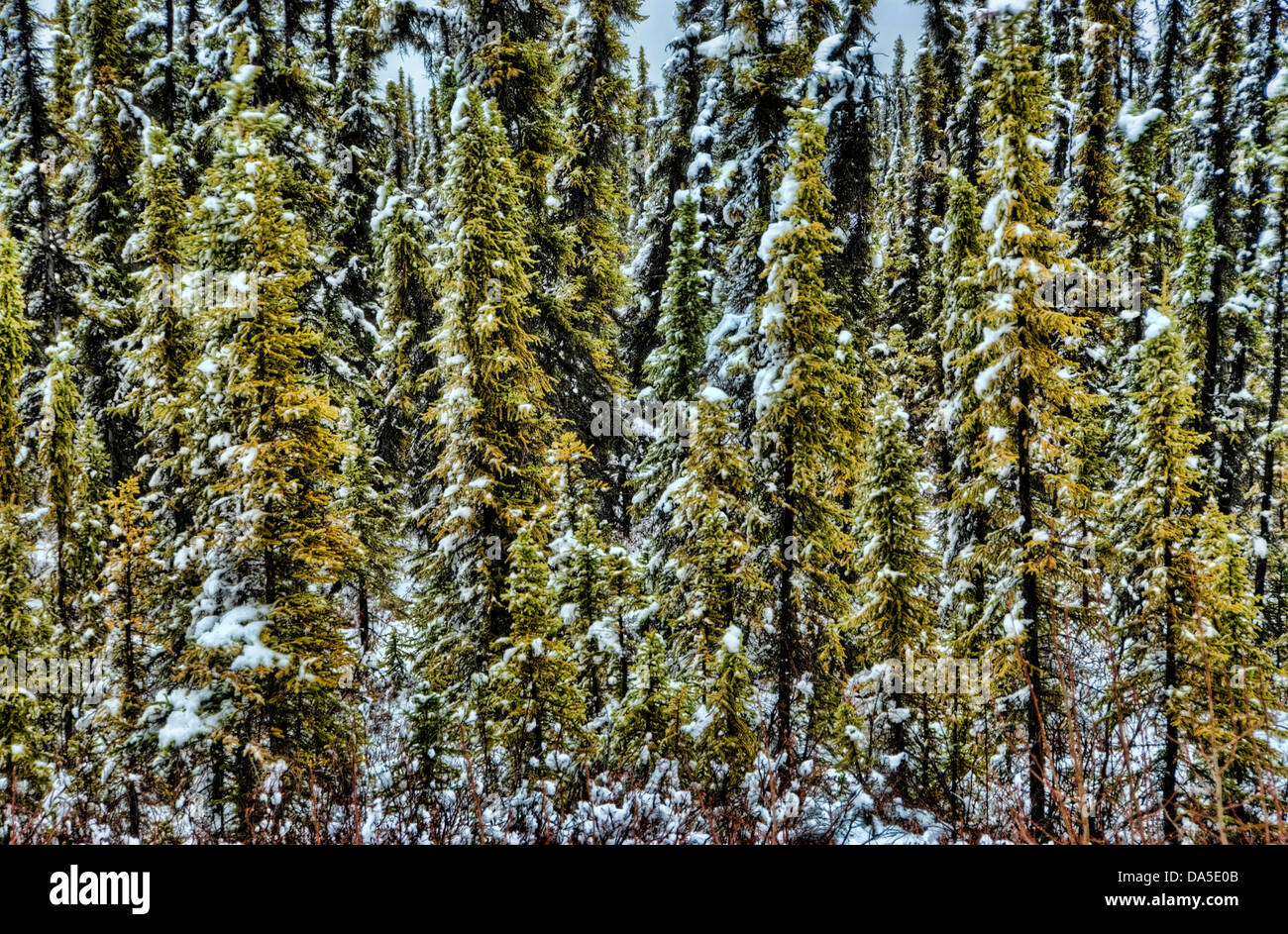 Abete rosso, alberi, inverno, Yukon, Canada, neve Foto Stock