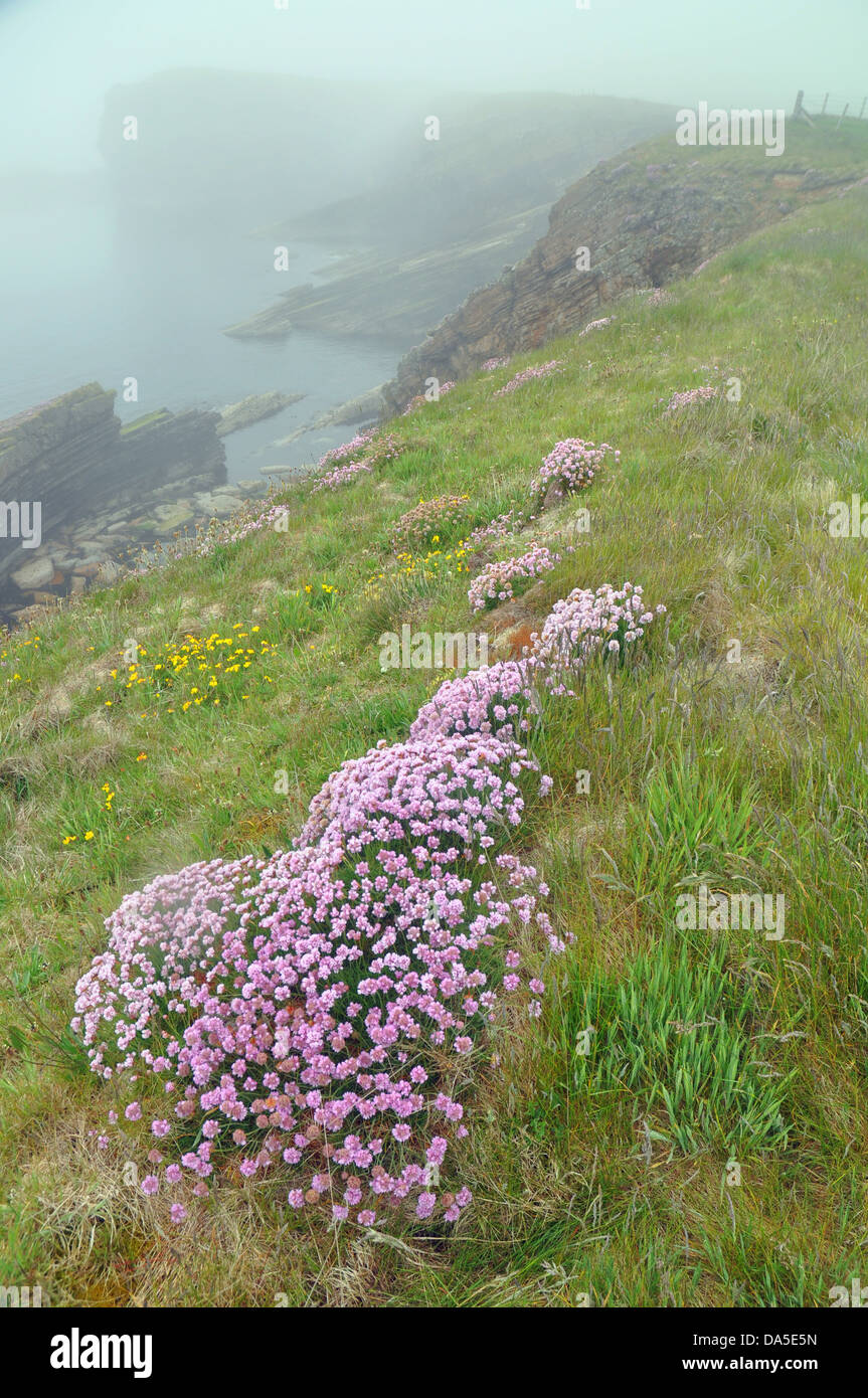 Mare parsimonia piante sulle isole di Orkney Foto Stock