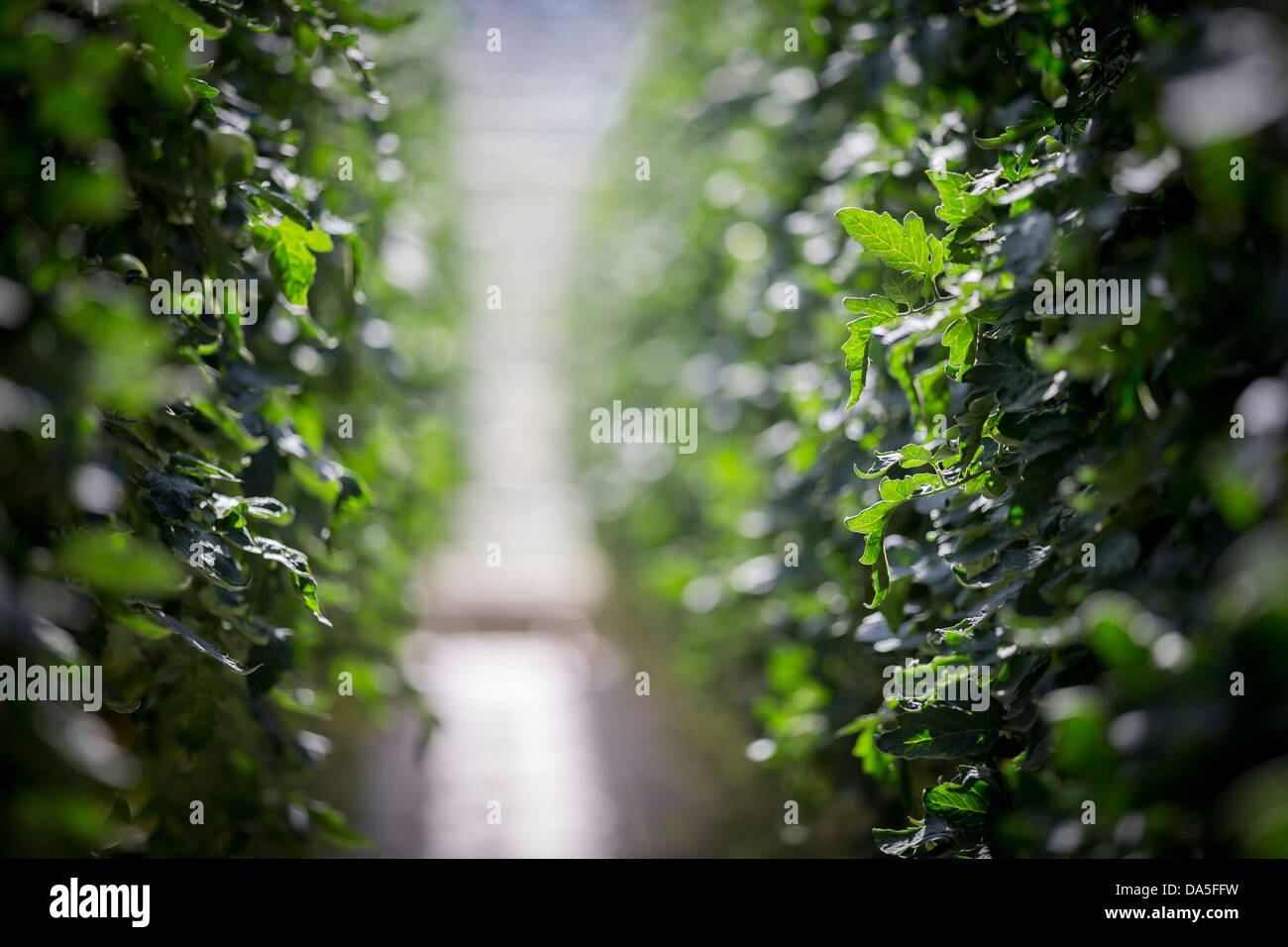 Le piante di pomodoro in geotermica in serra riscaldata, Islanda Foto Stock