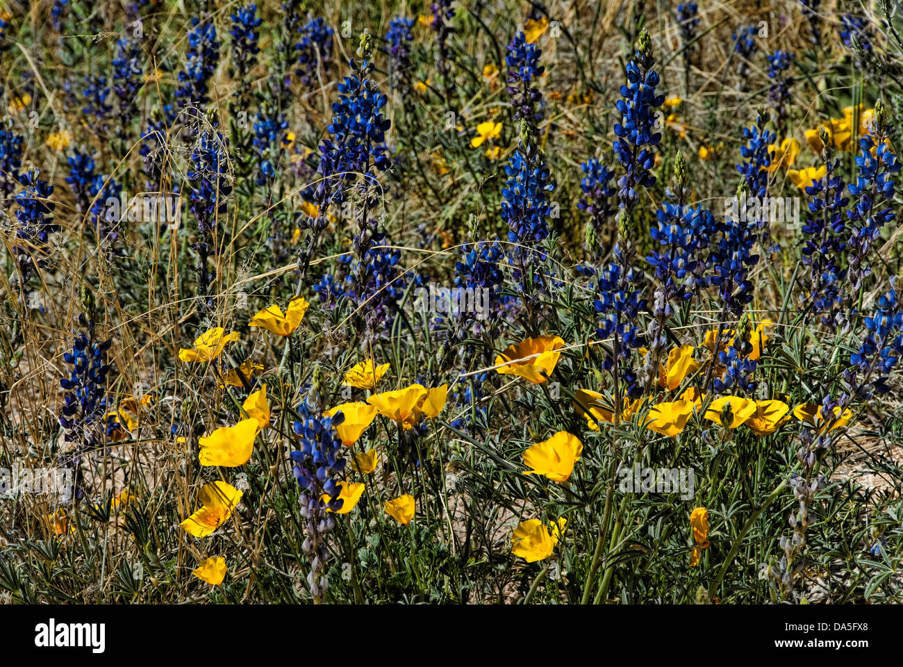 Deserto, fiori selvatici, Catalina, Parco statale, Arizona, fiori, STATI UNITI D'AMERICA, Stati Uniti, America Foto Stock