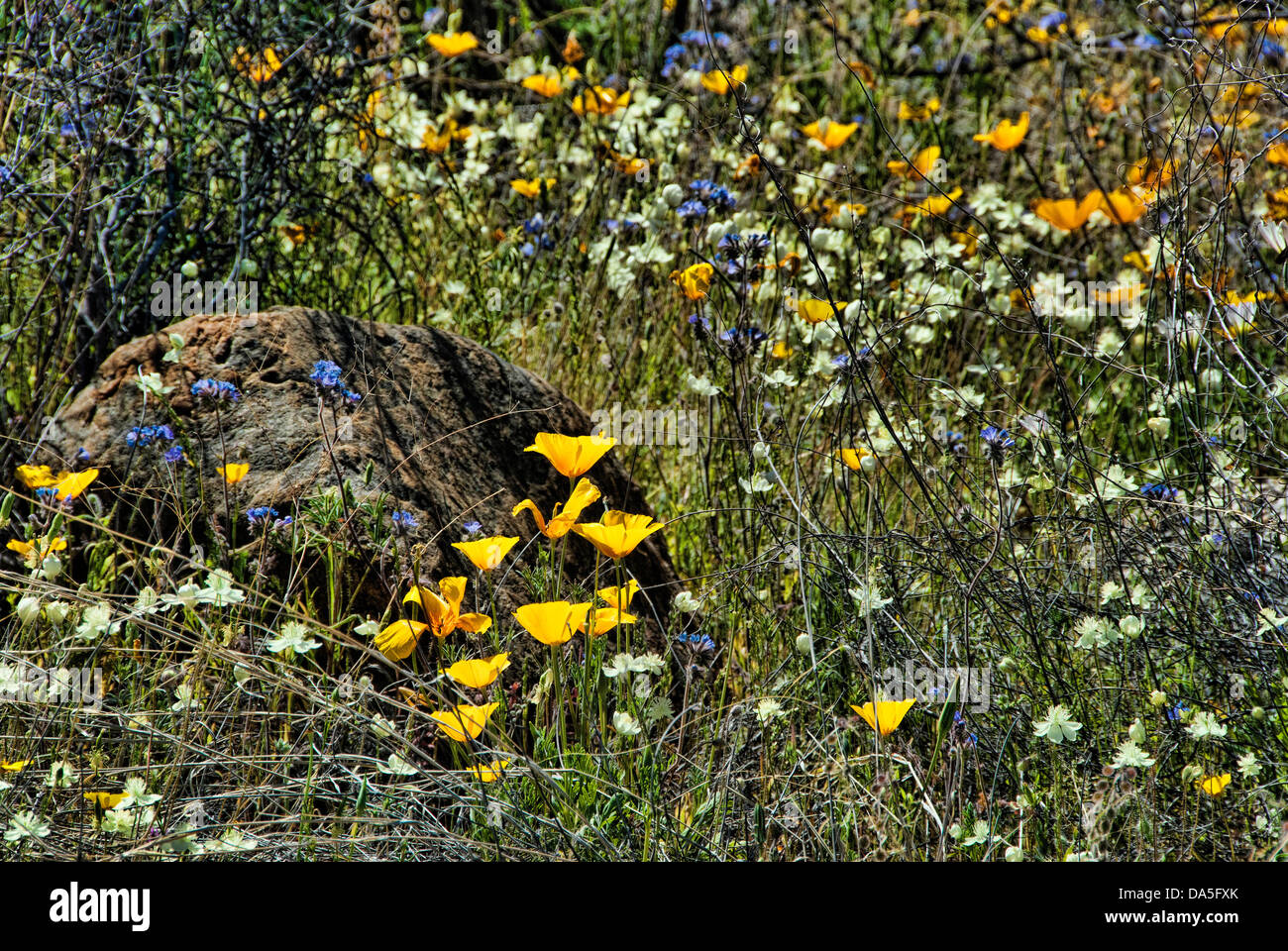 Deserto, fiori selvatici, Catalina, Parco statale, Arizona, fiori, STATI UNITI D'AMERICA, Stati Uniti, America Foto Stock