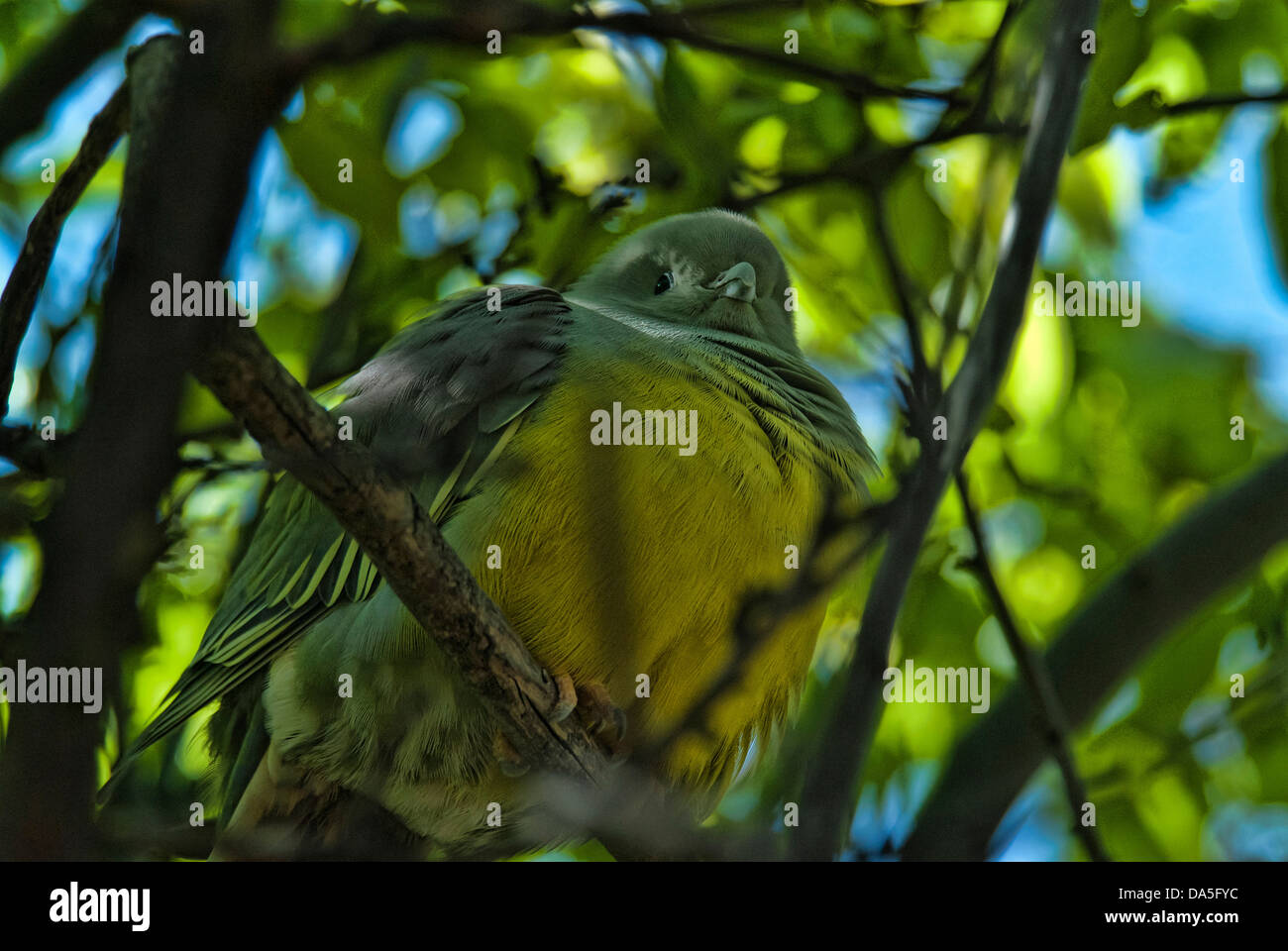 Green Pigeon, treron phoenicoptera, piccione, bird, STATI UNITI D'AMERICA, Stati Uniti, America Foto Stock