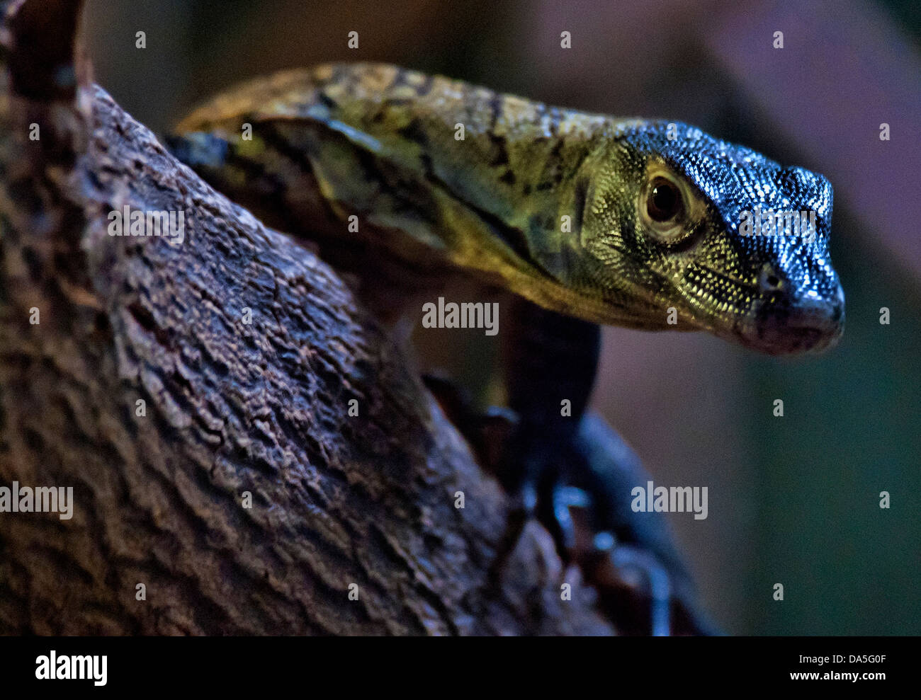 Baby drago di Komodo, Varanus komodoensis, dragon animale, STATI UNITI D'AMERICA, Stati Uniti, America Foto Stock