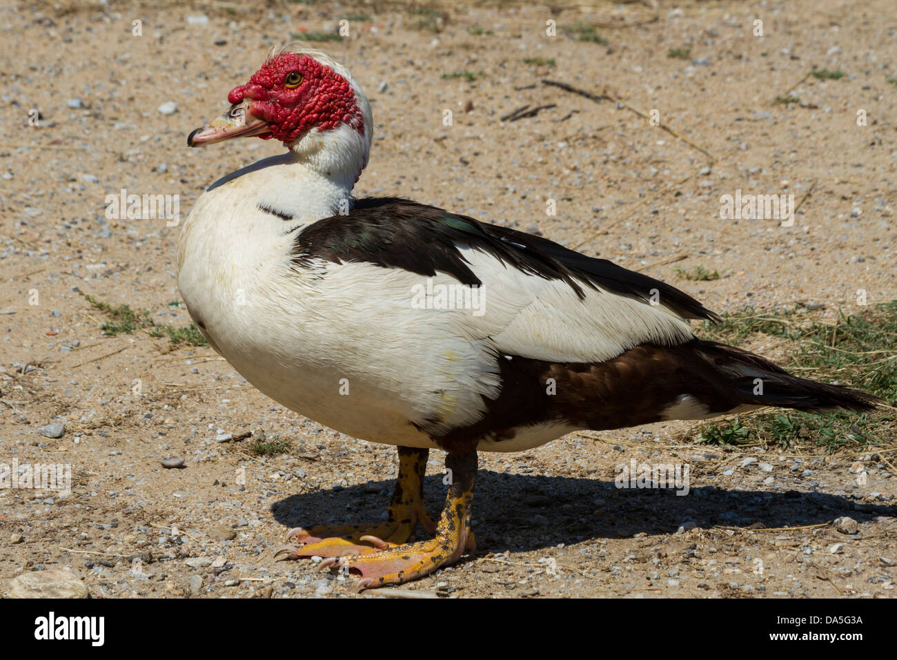 Anatra muta (Cairina moschata) Foto Stock
