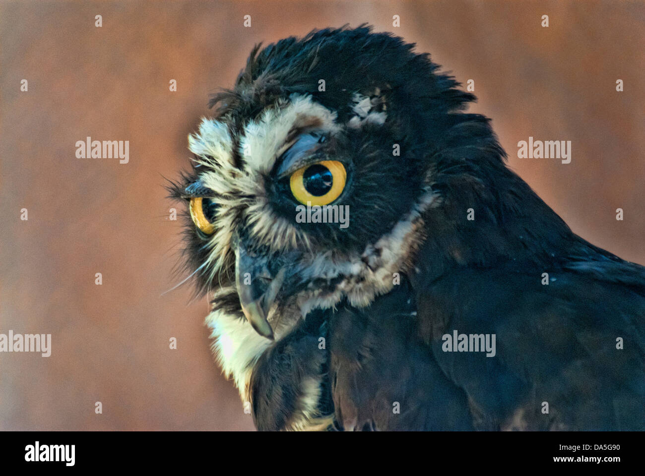 Spectacled owl, pulsatrix perspicillata, OWL, bird, STATI UNITI D'AMERICA, Stati Uniti, America Foto Stock