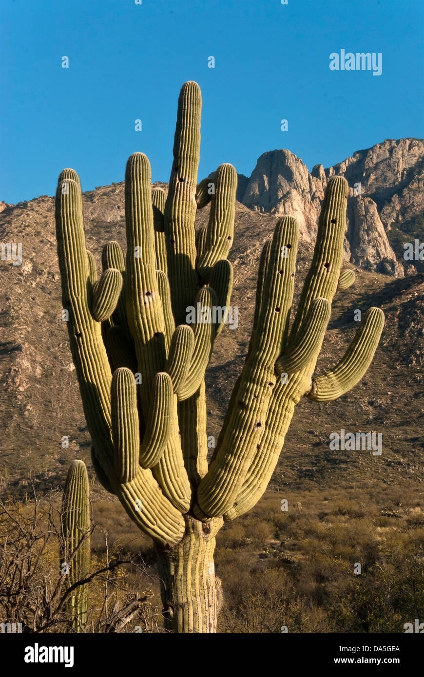 Cactus saguaro, Catalina, Parco statale, Arizona, Stati Uniti d'America, Stati Uniti, America, cactus Foto Stock