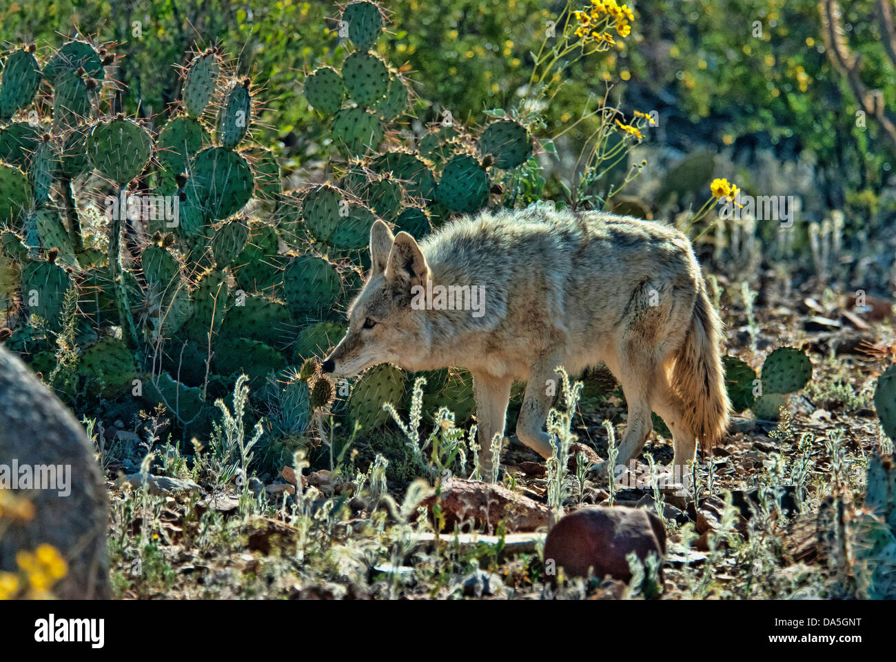 Coyote, Canis latrans, Arizona, Stati Uniti d'America, Stati Uniti, America, animale, Foto Stock