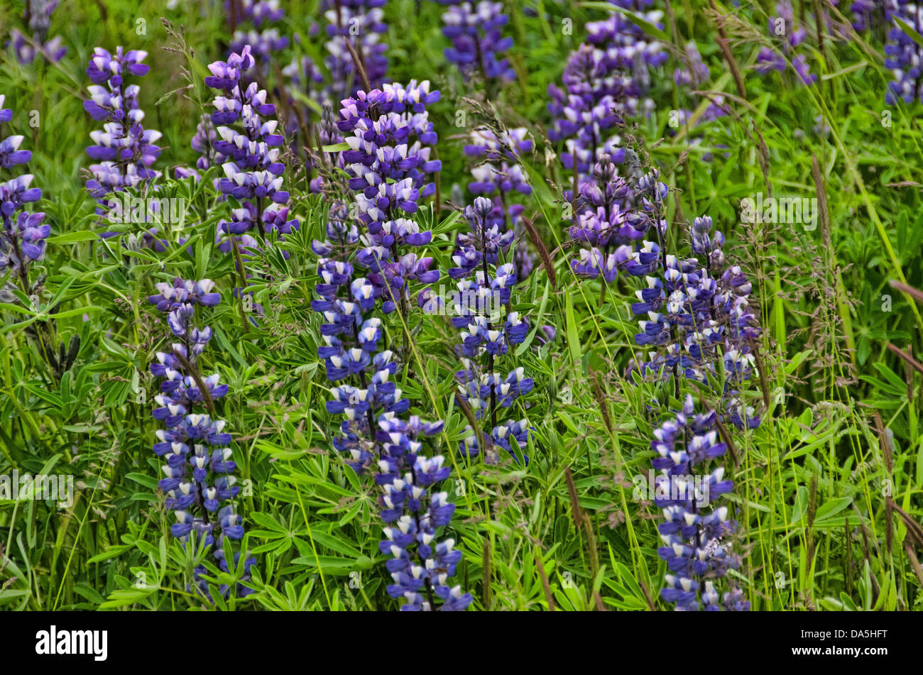 Lupino artico, Alaska, Lupin, fiore, blossom, STATI UNITI D'AMERICA, Stati Uniti, America Foto Stock