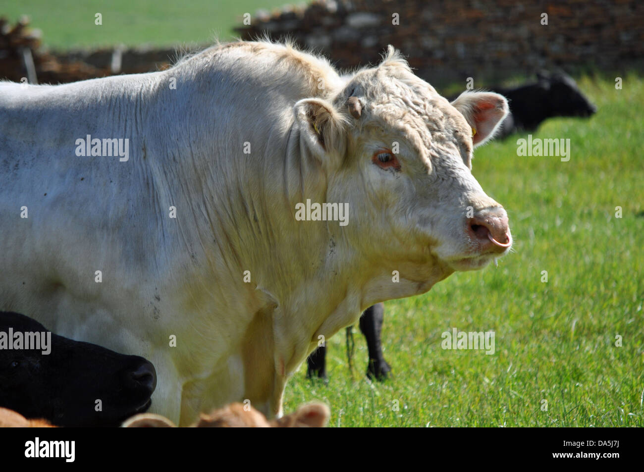 Bull con un anello nel naso in un campo sulle isole di Orkney Foto Stock