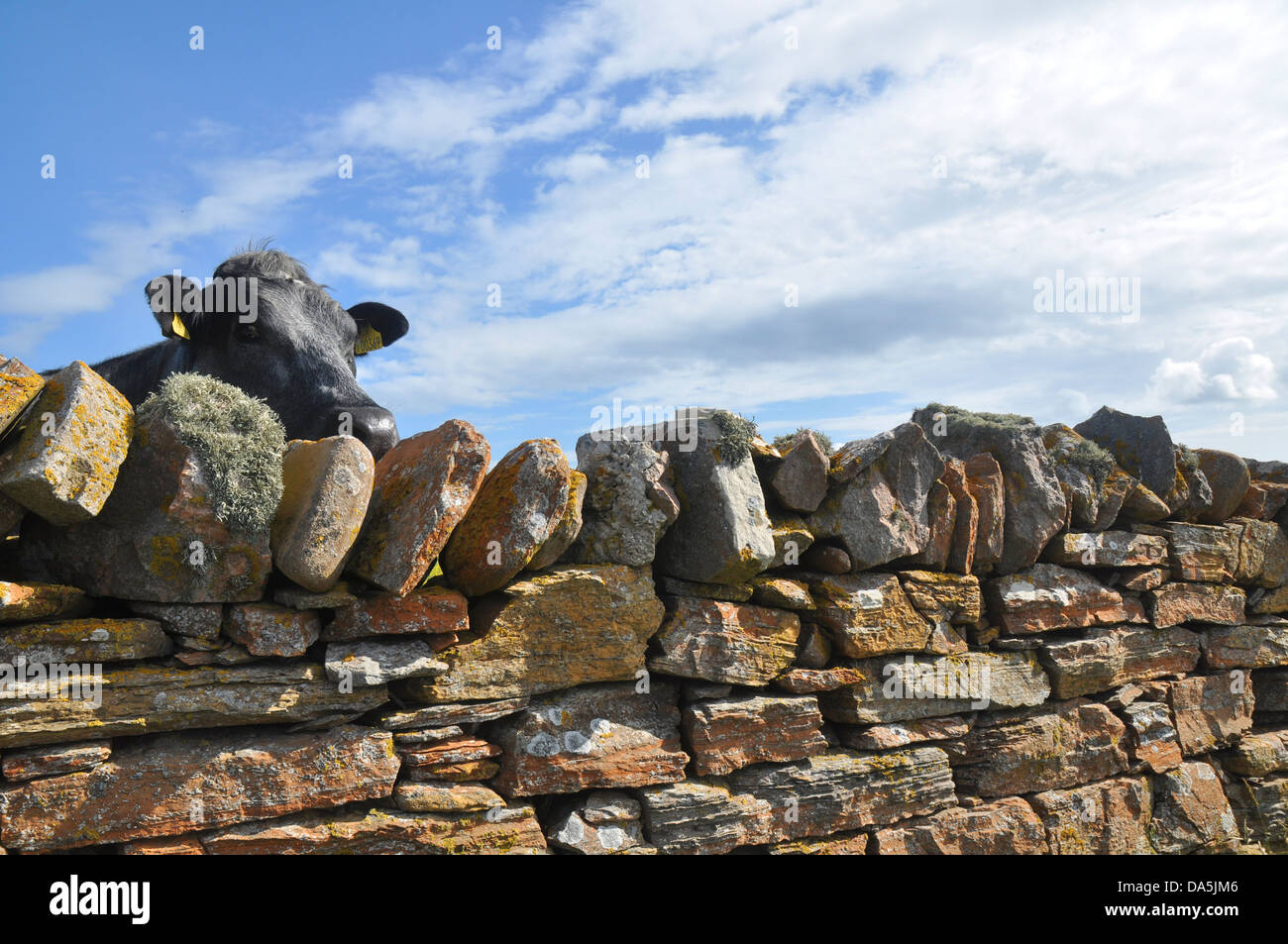 Mucca guardando sopra un muro di pietra sulle isole di Orkney Foto Stock