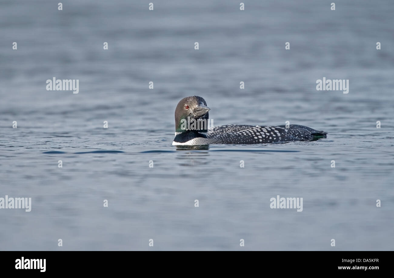 Great Northern Diver (Gavia immer) in piena estate piumaggio sul Loch in superficie durante una pausa nelle attività di pesca Foto Stock