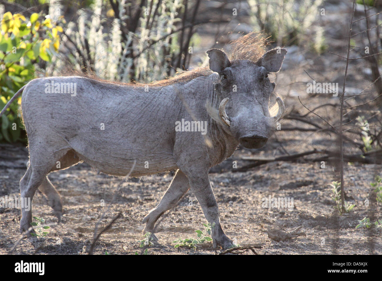 Warthog in Etosha National Park, Namibia, Sud Africa Foto Stock