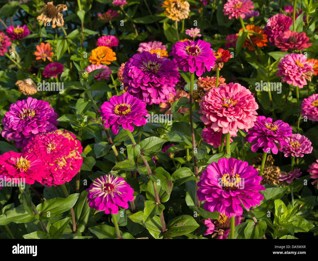 Agriturismo giardino, dalie, Emmental, giardino, canton Berna Berna, composito, Lützelflüh, Rosso, Svizzera, Europa, fucsia, magenta Foto Stock