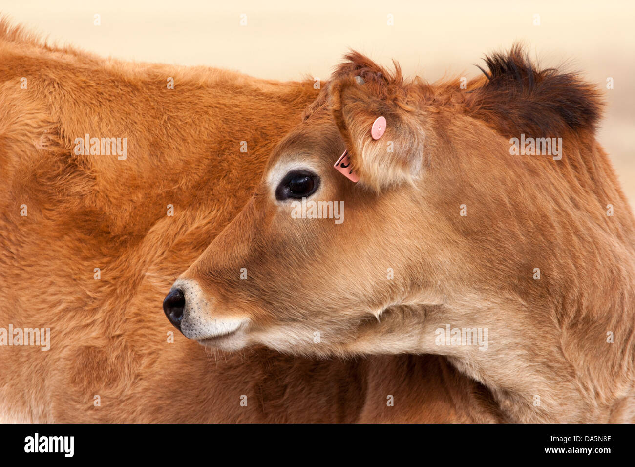 Jersey vitello primo piano della testa guardando indietro Foto Stock