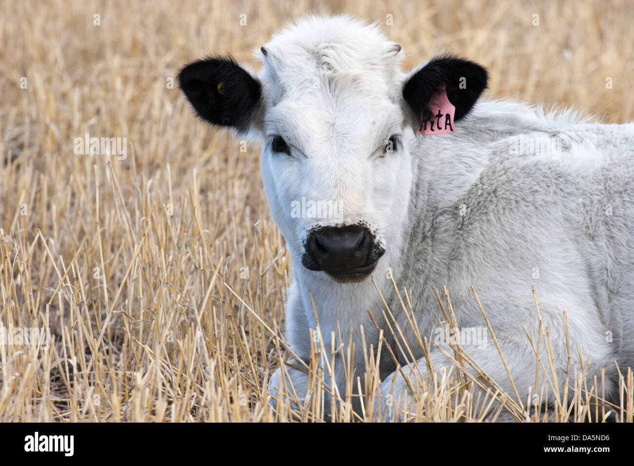 White Park cross vitello con etichetta auricolare chiamato Rita, primo piano, sdraiato all'aperto sul campo di fattoria a Saskatchewan, Canada Foto Stock