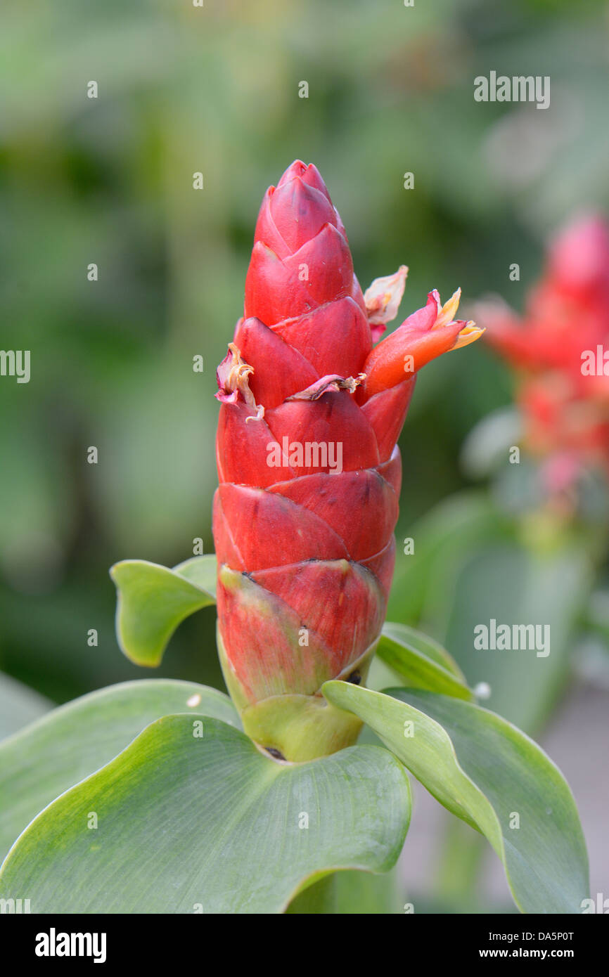Bella arricciato fiore di zenzero (costo speciosus) a Thai Flower Garden Foto Stock