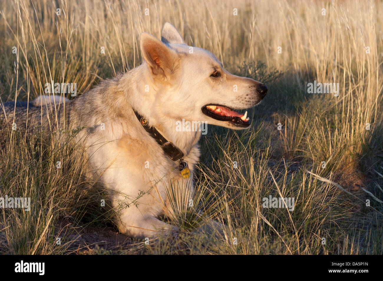 Wolfdog (bianco Pastore Tedesco - Wolf cross) all'aperto sul ranch Foto Stock