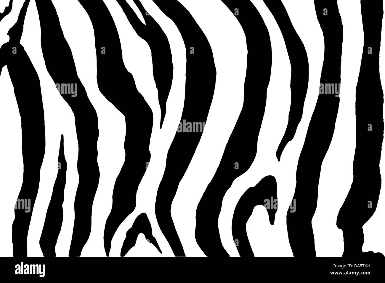 Zebra immagine di stampa Foto Stock