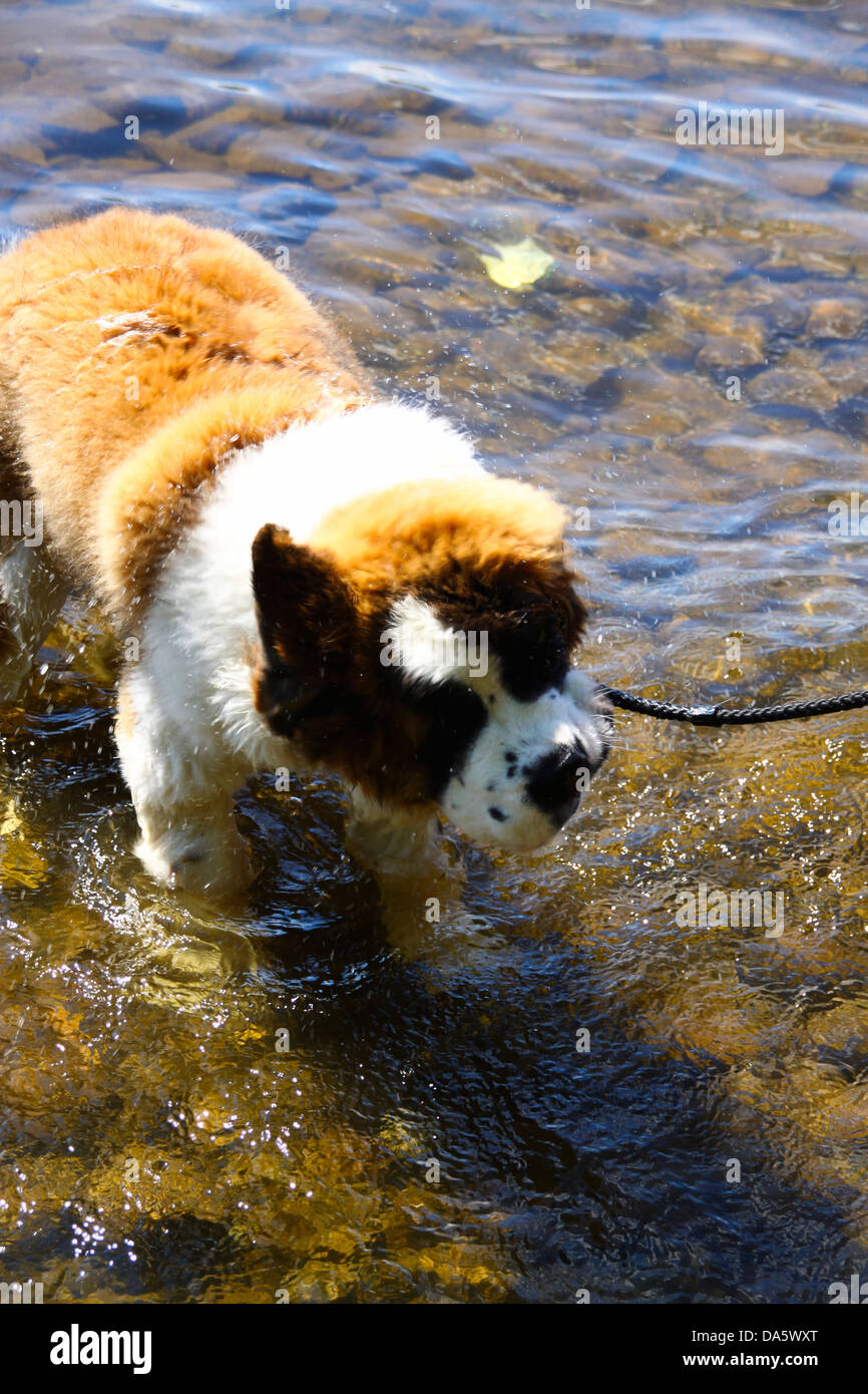 San Bernardo cucciolo agitando l'acqua nel lago Foto Stock