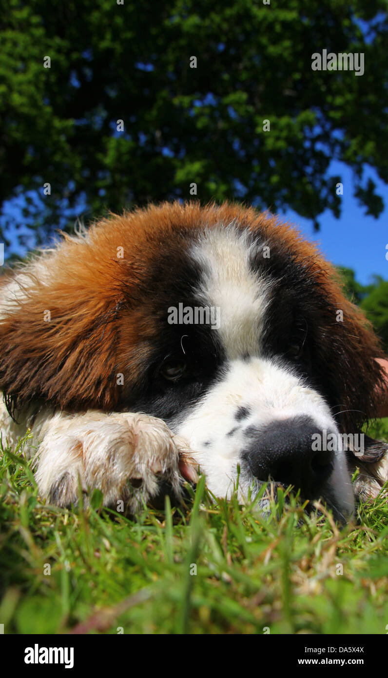 San Bernardo cucciolo sdraiati sull'erba Foto Stock