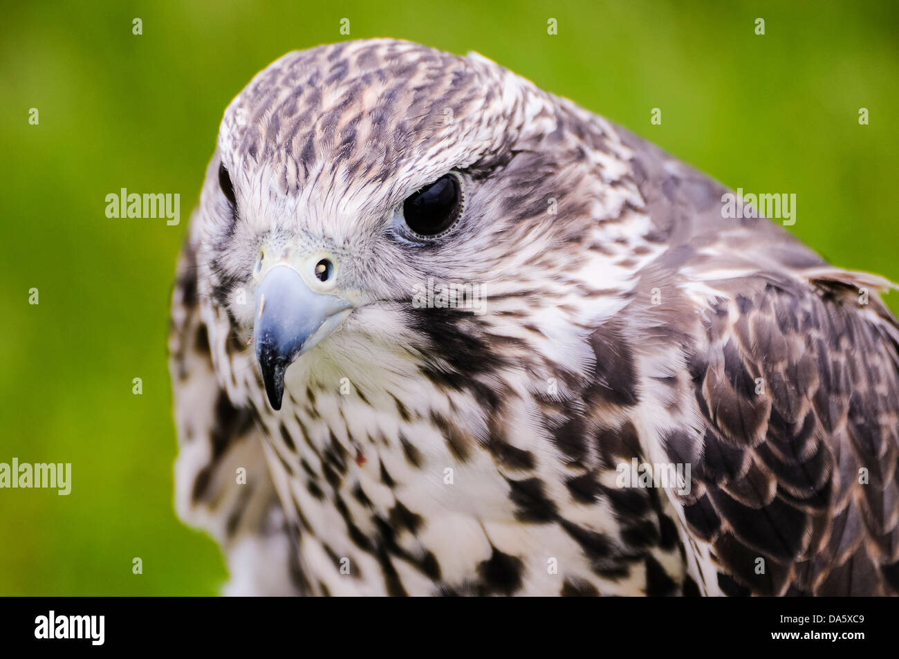 Un falco pellegrino in cattività Foto Stock