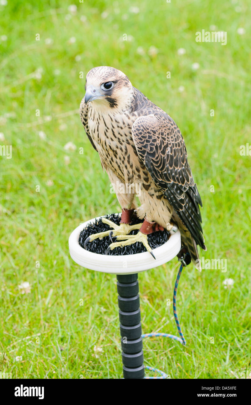 Un falco pellegrino in cattività Foto Stock