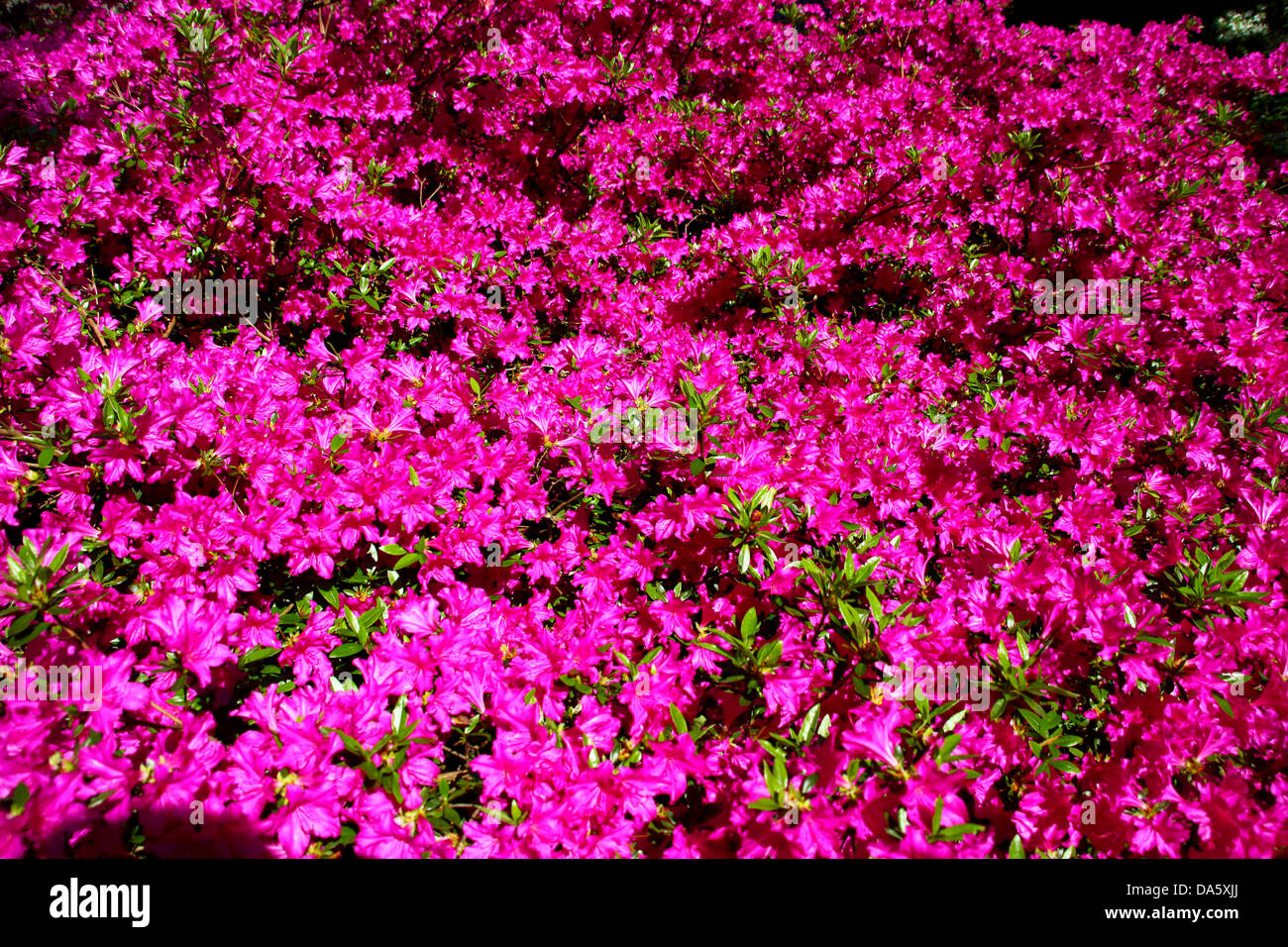 Rosa brillante fioritura viola arbusto bush Foto Stock