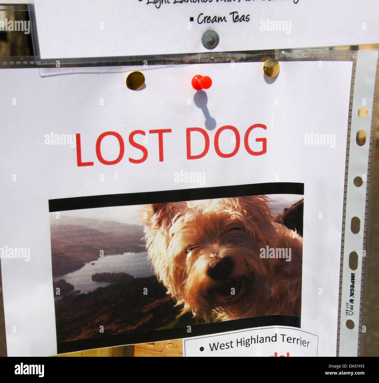 Lost Dog poster per piccoli simpatici terrier cane Foto Stock